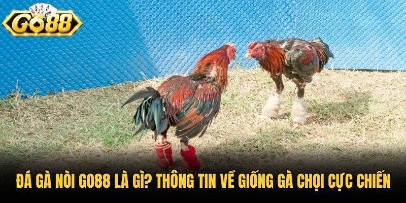 Đá Gà Nòi Go88 Là Gì? Thông Tin Về Giống Gà Chọi Cực Chiến