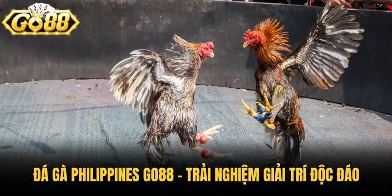 Đá Gà Philippines Go88 - Trải Nghiệm Giải Trí Độc Đáo
