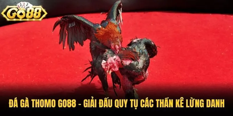 Đá Gà Thomo Go88 - Giải Đấu Quy Tụ Các Thần Kê Lừng Danh