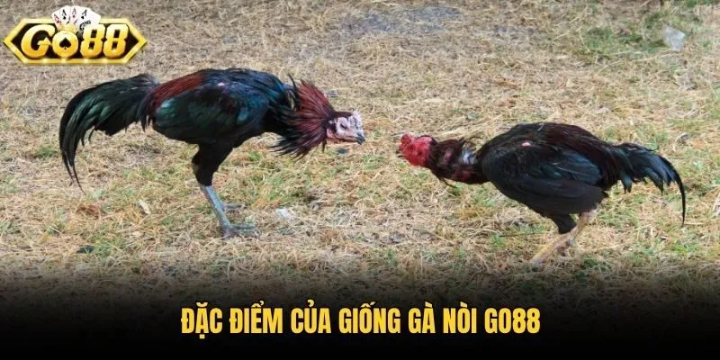 Đặc điểm của giống gà nòi Go88