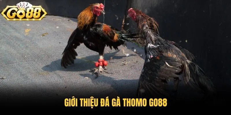 Giới thiệu đá gà Thomo Go88