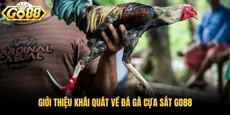 Giới thiệu khái quát về đá gà cựa sắt Go88