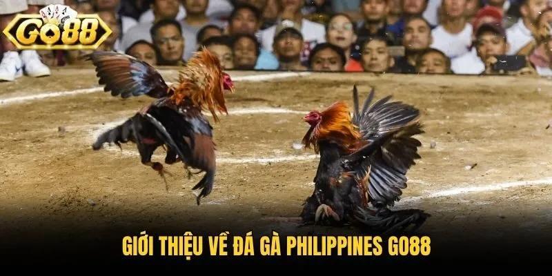Giới thiệu về đá gà Philippines Go88