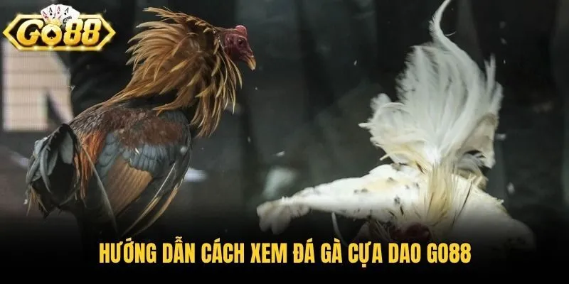 Hướng dẫn cách xem đá gà cựa dao Go88
