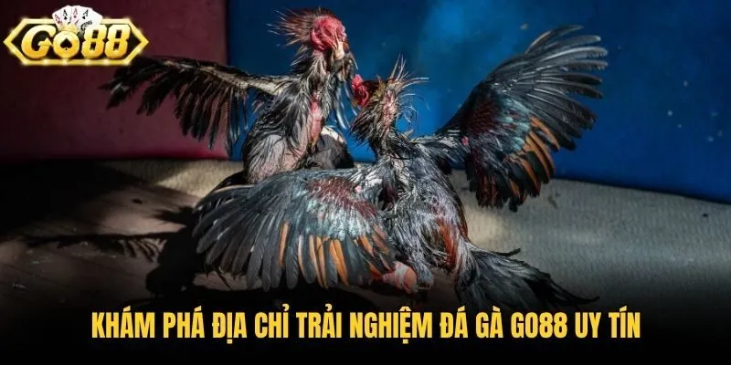 Khám phá địa chỉ trải nghiệm đá gà Go88 uy tín
