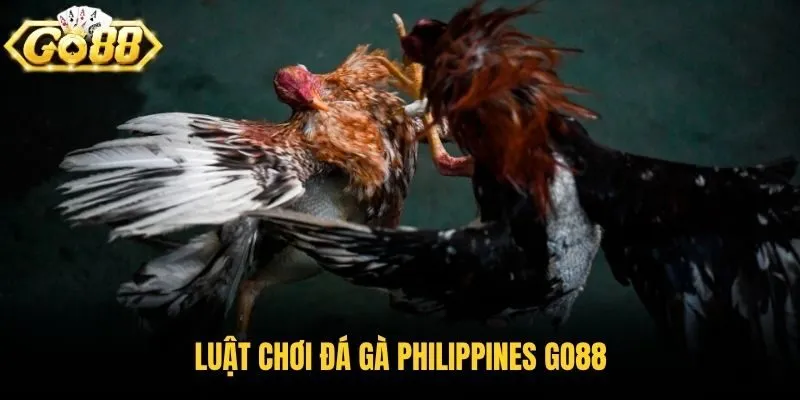 Luật chơi đá gà Philippines Go88
