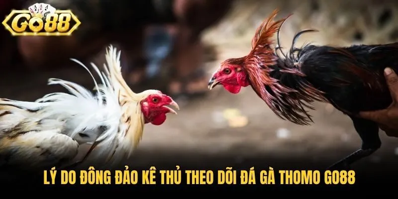 Lý do đông đảo kê thủ theo dõi đá gà Thomo Go88
