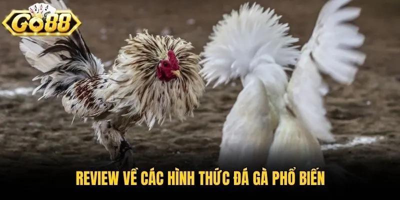 Review về các hình thức đá gà phổ biến