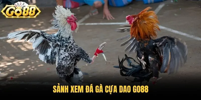 Sảnh xem đá gà cựa dao Go88