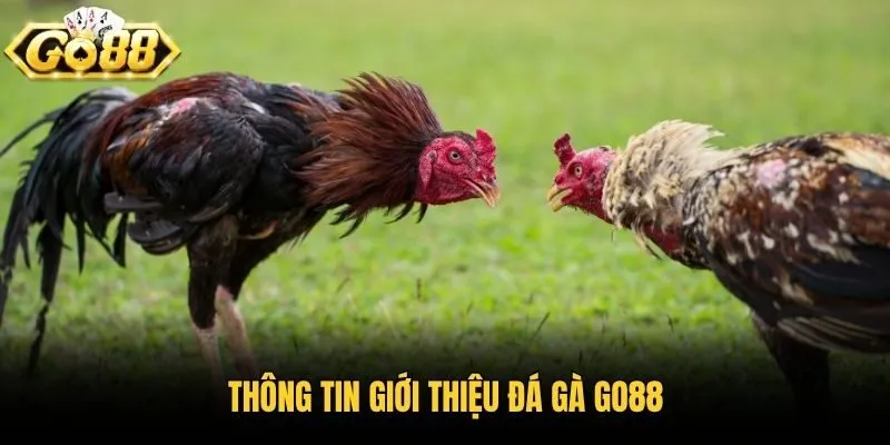 Thông tin giới thiệu đá gà Go88