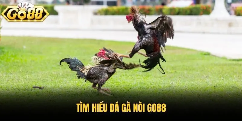 Tìm hiểu đá gà nòi Go88