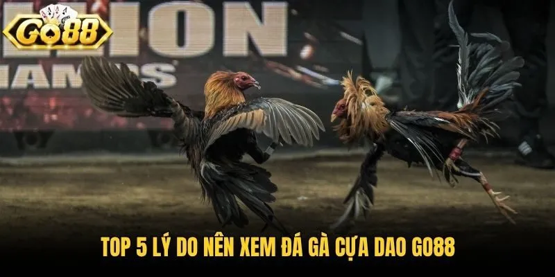 Top 5 Lý Do Nên Xem Đá Gà Cựa Dao Go88