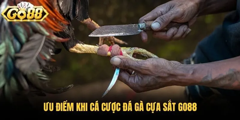 Ưu điểm khi cá cược đá gà cựa sắt Go88